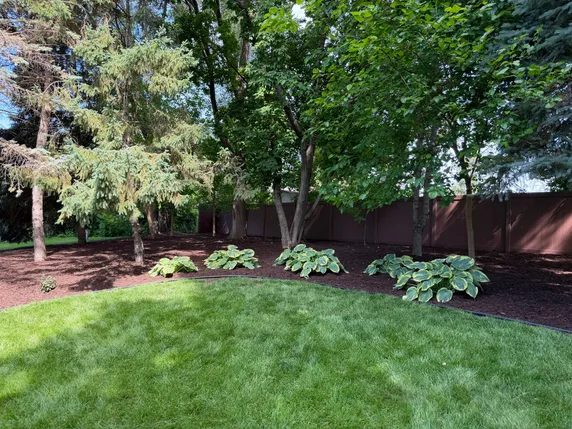 A freshly mowed backyard in summer, hostas set along a clean mulched bed under mature trees.