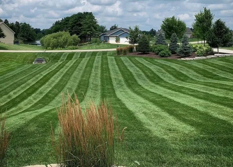 A large striped lawn on a residential street in the Hastings area, houses and mature trees along the horizon.